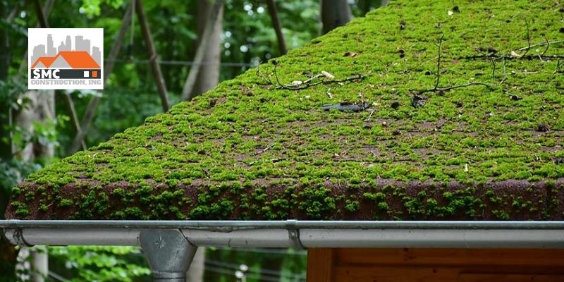 The Uncontrolled Growth Of Moss And Mildew